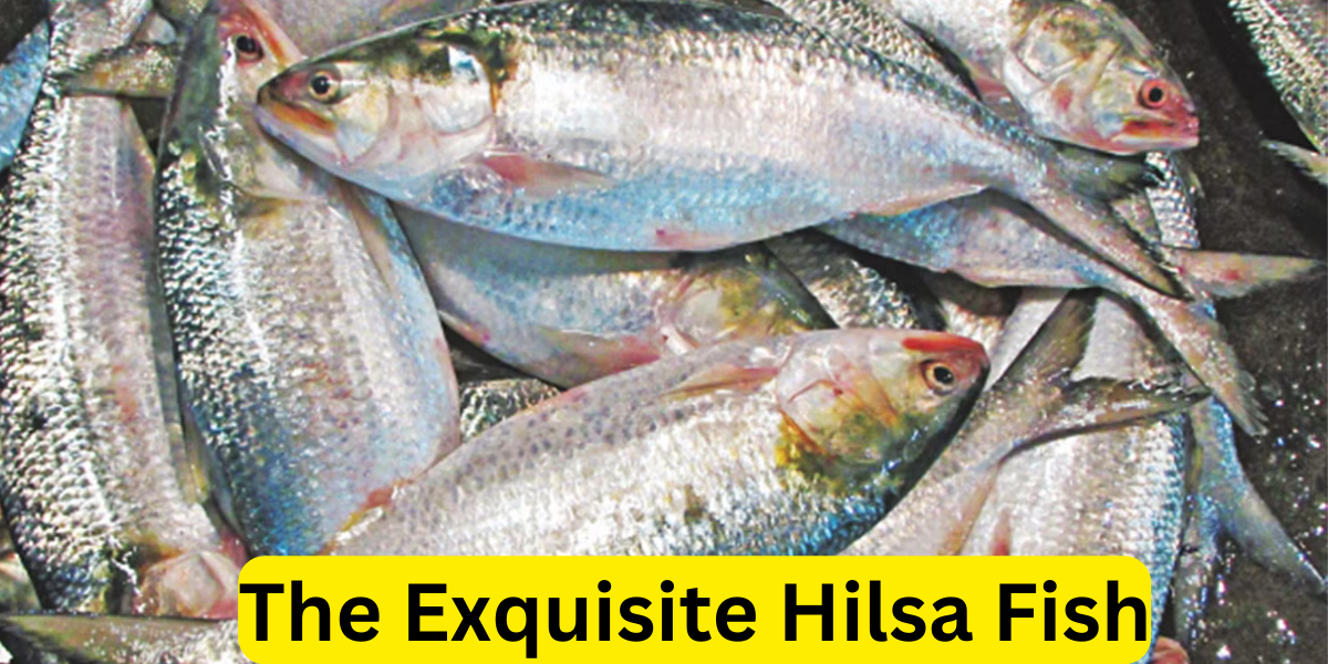 The Exquisite Hilsa Fish